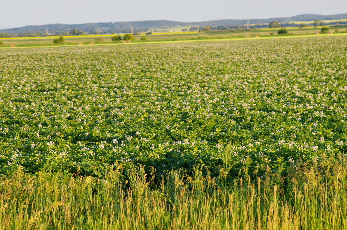 A wide view of a flowering potato field with weedy margins in the foreground and a flat Manitoba landscape stretching to the horizon. Photo: Alexis Stockford