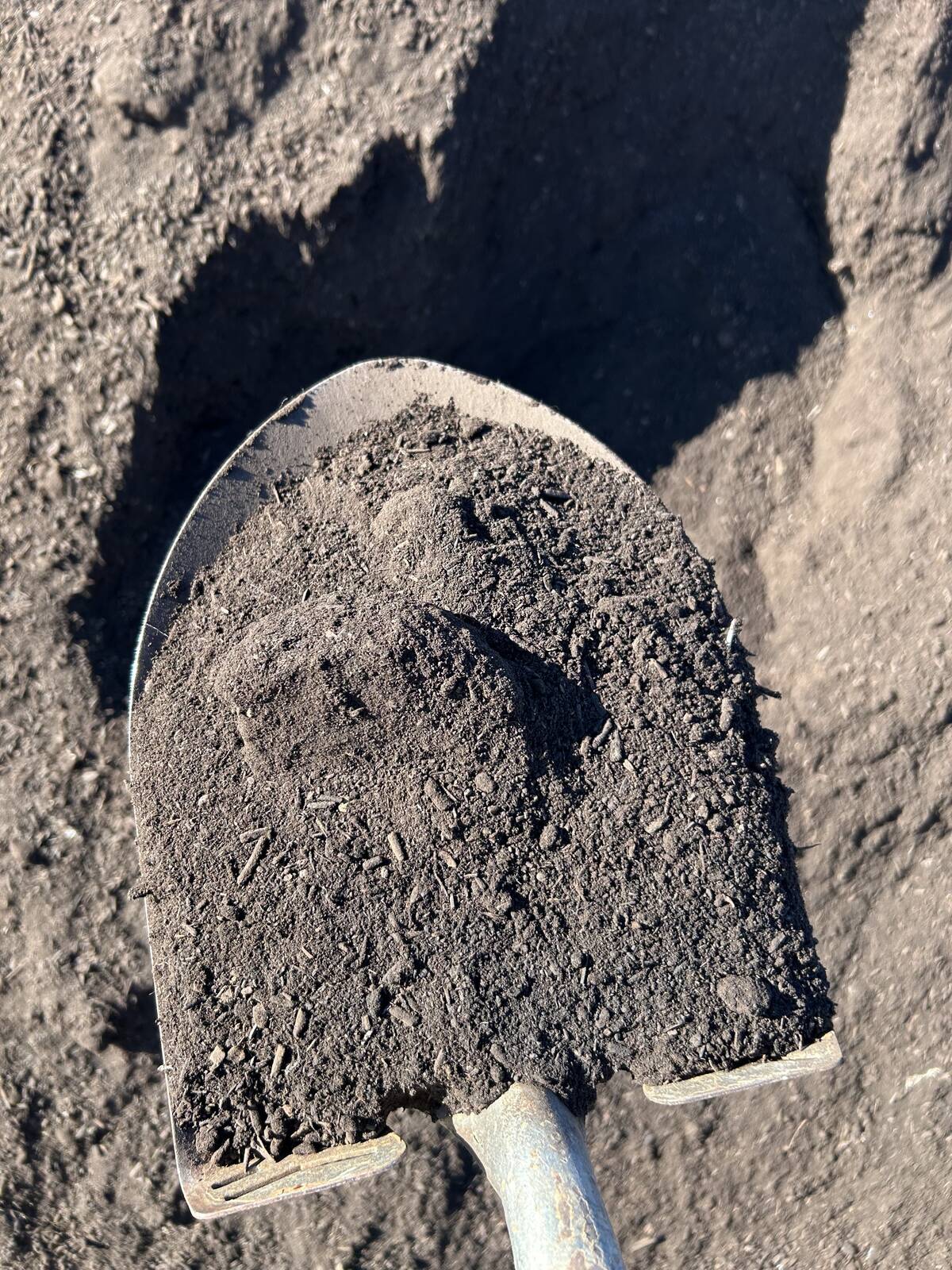 A shovel full of dark, fine-textured compost held over a soil pit, showing the quality of finished compost used on Steve Cowan's farm near Camrose. Photo: Steve Cowan