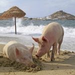 Hogs play on a beach on the Greek island of Mykonos. Greece remains a popular destination among human Canadian tourists. Photo: Rainer Puster/iStock/Getty Images
