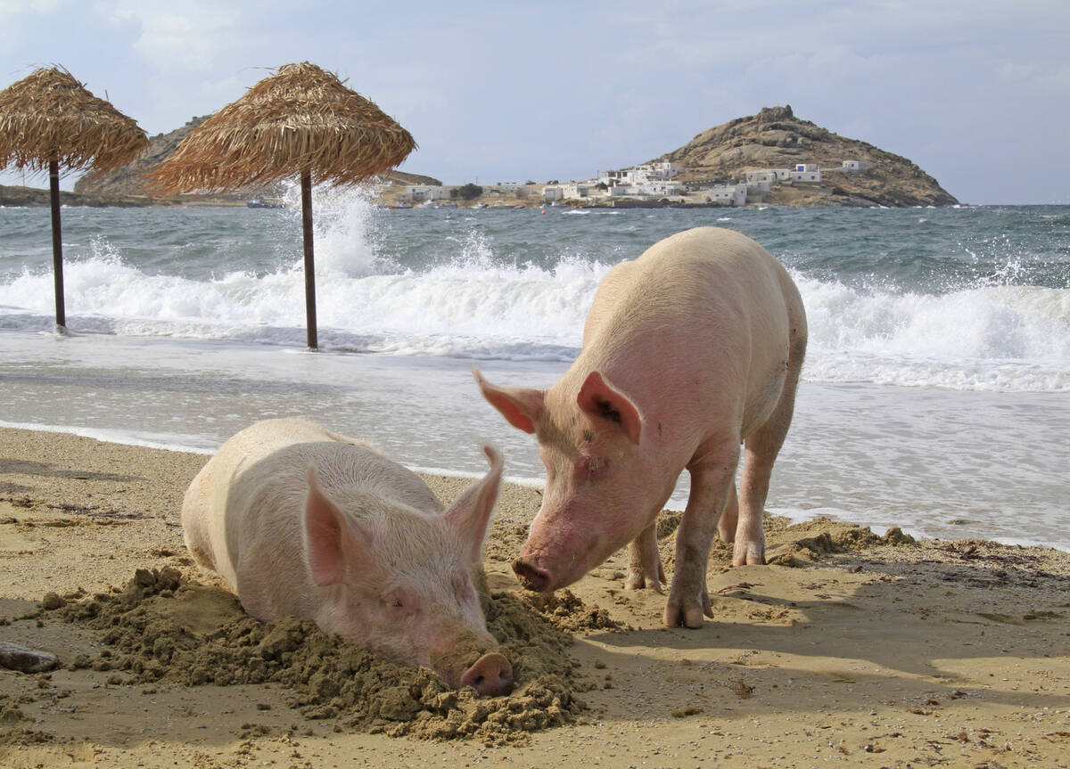 Hogs play on a beach on the Greek island of Mykonos. Greece remains a popular destination among human Canadian tourists. Photo: Rainer Puster/iStock/Getty Images
