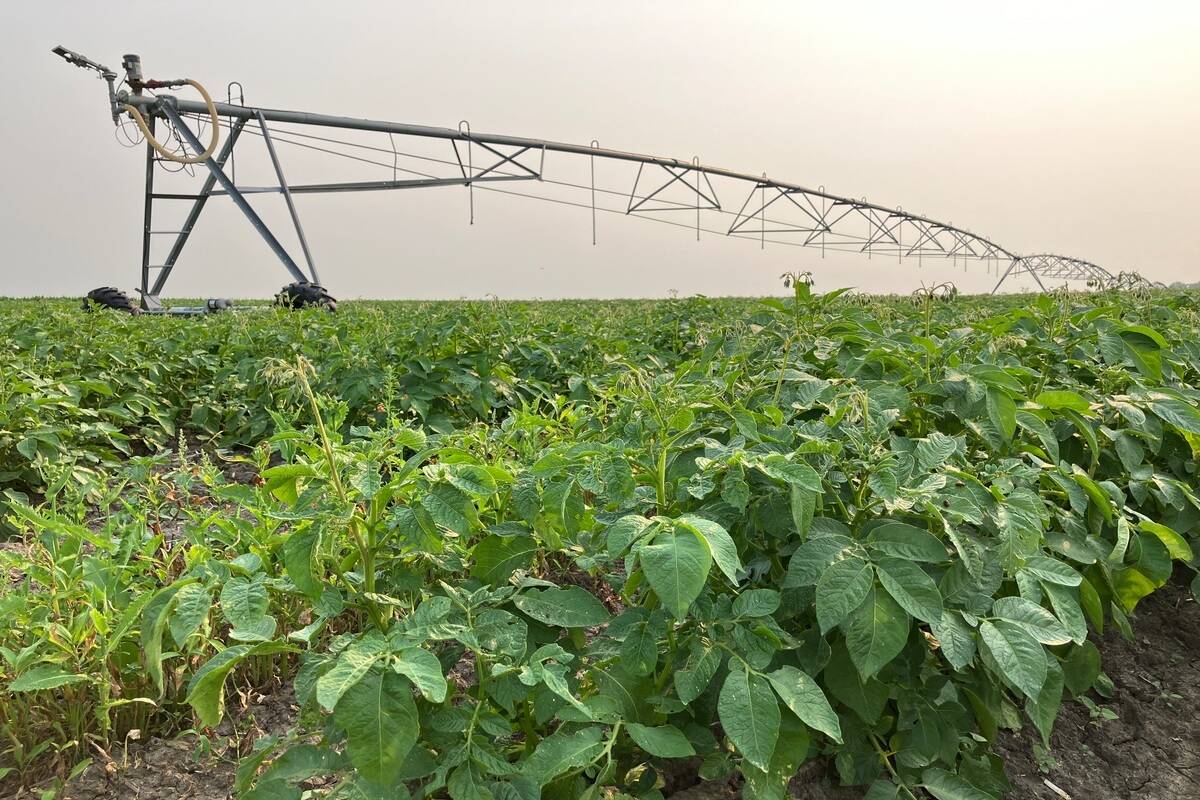 A potato field with green plants in the foreground and a centre-pivot irrigation system stretching across the crop under a hazy sky. Alberta's potato industry is navigating rising costs, trade tensions, and growing global competition. Photo: Greg Berg