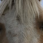 Close-up of a horse's face looking directly into the camera, with both eyes and forelock visible. Video and telemedicine have become valuable tools in equine veterinary care, but the author argues they can't replace first-hand observation. Photo: file