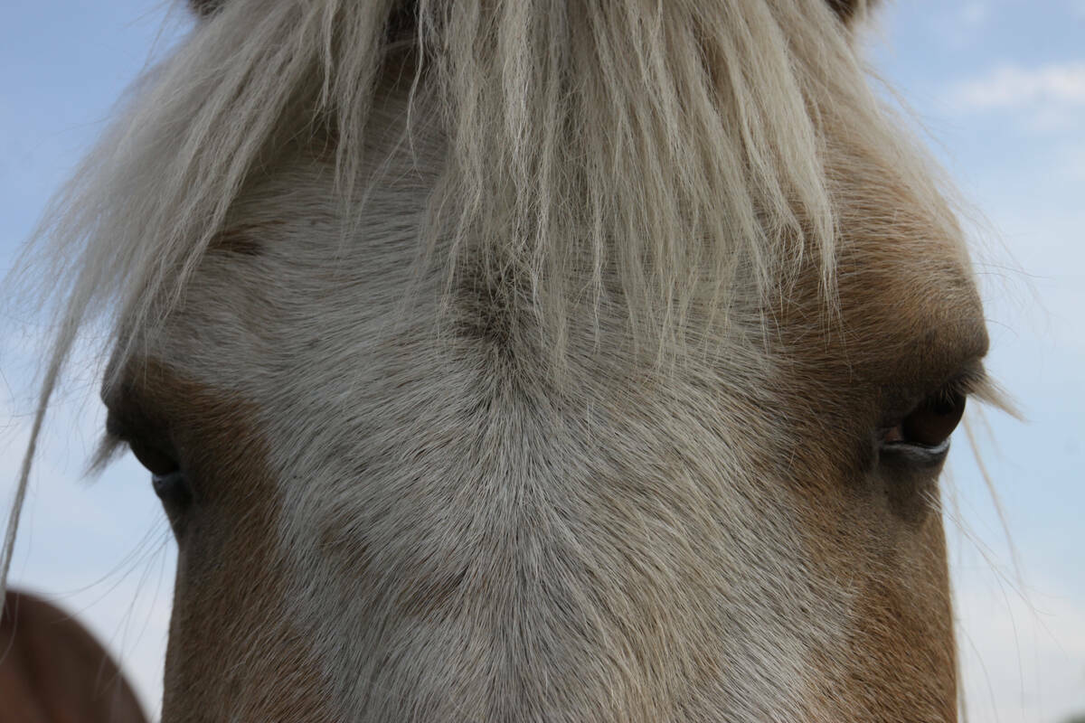 Close-up of a horse's face looking directly into the camera, with both eyes and forelock visible. Video and telemedicine have become valuable tools in equine veterinary care, but the author argues they can't replace first-hand observation. Photo: file