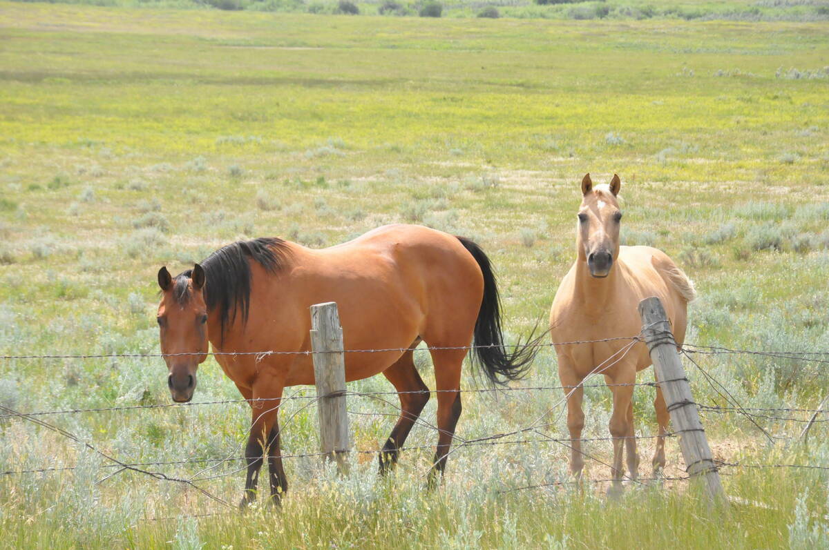A bay horse and a buckskin horse stand in a green pasture near a barbed-wire fence. Behavioural cues like stress responses and herd interactions are difficult to capture on video, the author writes. Photo: file
