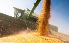 The USDA released its latest supply and demand estimates in April 9, 2026, with very few changes from its March report. Photo: Getty Images Plus
