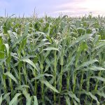 Rows of sweet corn grow in an Olds, Alberta, field, representing the contracted vegetable crops affected by the Nortera plant closure in Lethbridge. Photo: Zak McLachlan