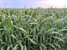 Rows of sweet corn grow in an Olds, Alberta, field, representing the contracted vegetable crops affected by the Nortera plant closure in Lethbridge. Photo: Zak McLachlan