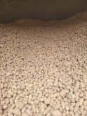 Thousands of potatoes fill a storage facility, representing the post-harvest management challenge that Alberta agtech start-up Cellar Insights aims to address with sensor technology. Photo: Miyanaga Farms