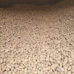 Thousands of potatoes fill a storage facility, representing the post-harvest management challenge that Alberta agtech start-up Cellar Insights aims to address with sensor technology. Photo: Miyanaga Farms