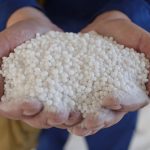 A pair of hands cups a mound of white nitrogen fertilizer granules, illustrating the input that is a major driver of crop yields and farm costs. Elena Bionysheva-Abramova/iStock/Getty Images