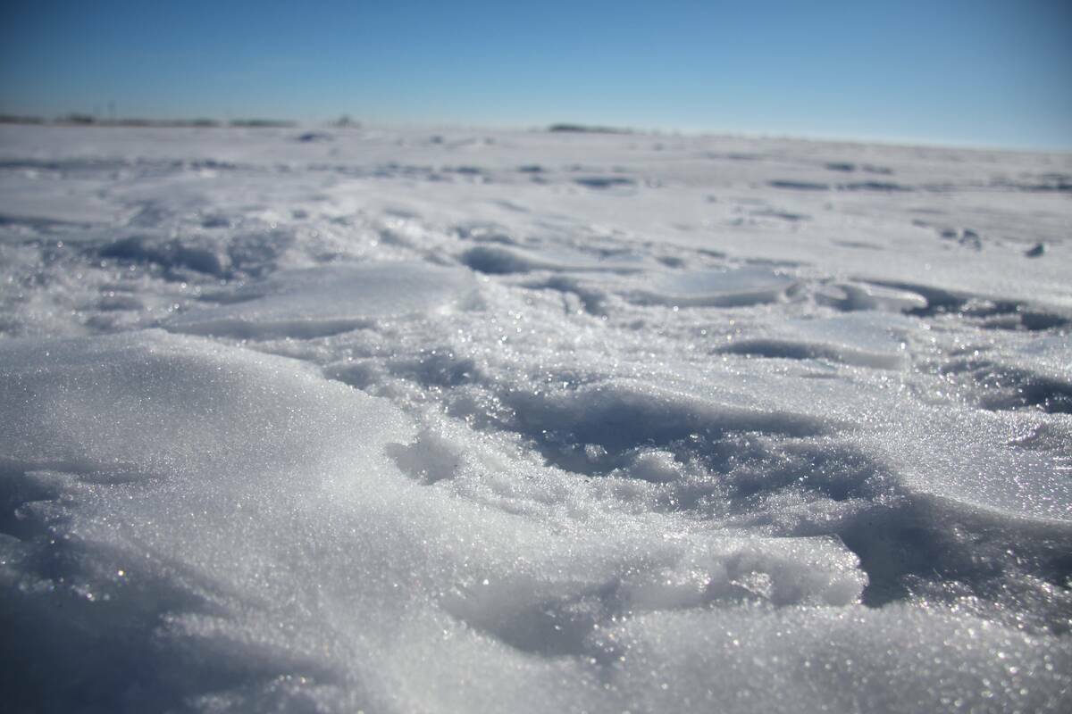 Sunlit snow stretches across a flat Alberta field under a blue sky, its surface textured by wind and melt-freeze cycles. Photo: Janelle Rudolph