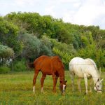 A chestnut horse and a white horse grazing together in a green pasture with yellow wildflowers and trees in the background. Photo: Alexis Stockford