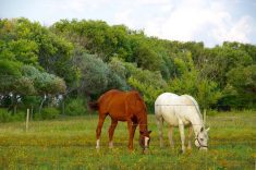 A chestnut horse and a white horse grazing together in a green pasture with yellow wildflowers and trees in the background. Photo: Alexis Stockford