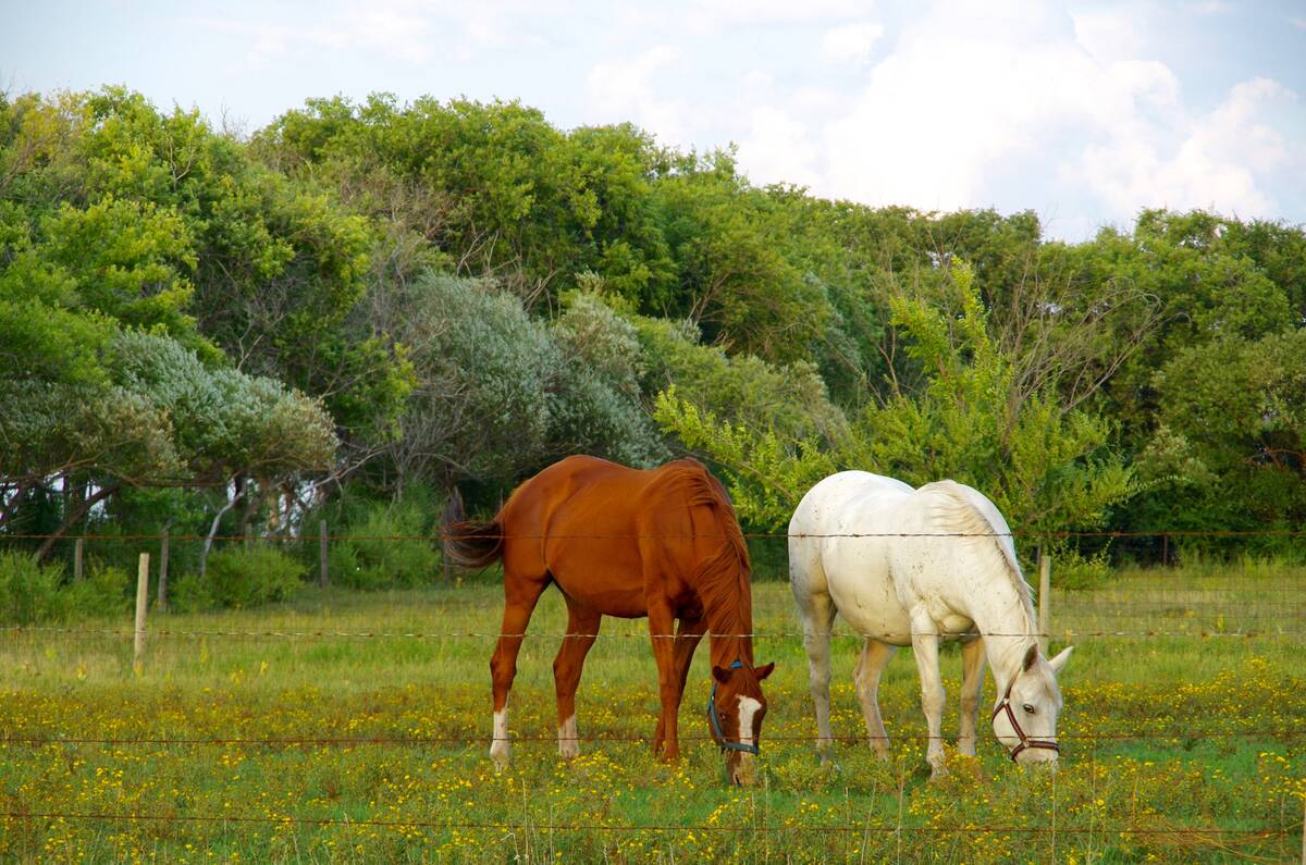 A chestnut horse and a white horse grazing together in a green pasture with yellow wildflowers and trees in the background. Photo: Alexis Stockford