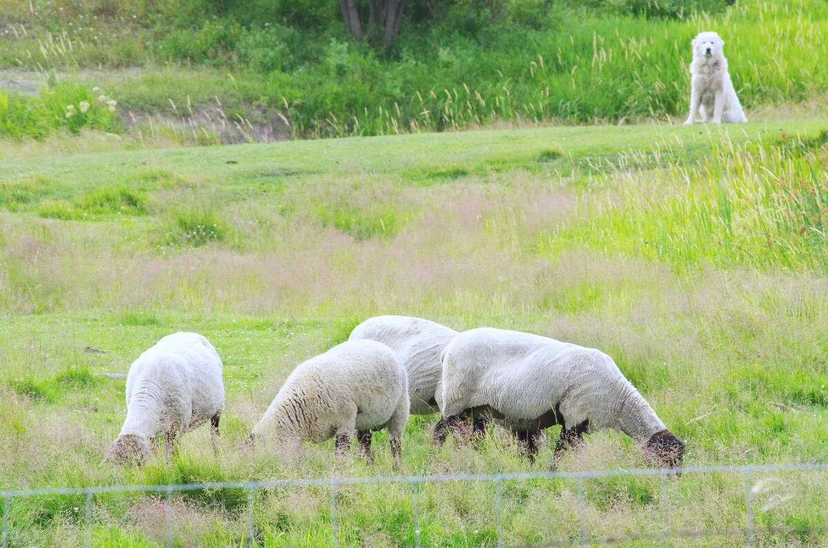 Three shorn sheep grazing on green pasture with a white livestock guardian dog watching from a hillside in the background. Photo: Alexis Stockford