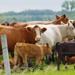 Mixed-colour beef cows and calves gathered near a wire fence on green pasture. Bovine tuberculosis is a contagious bacterial disease of cattle and some wild animals. Photo: Alexis Stockford