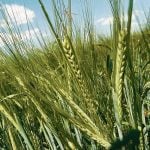 Canada regains Colombia as malting barley buyer