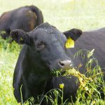 Black Angus cattle with yellow ear tags grazing on green pasture with wildflowers. Photo: Alexis Stockford