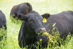 Black Angus cattle with yellow ear tags grazing on green pasture with wildflowers. Photo: Alexis Stockford