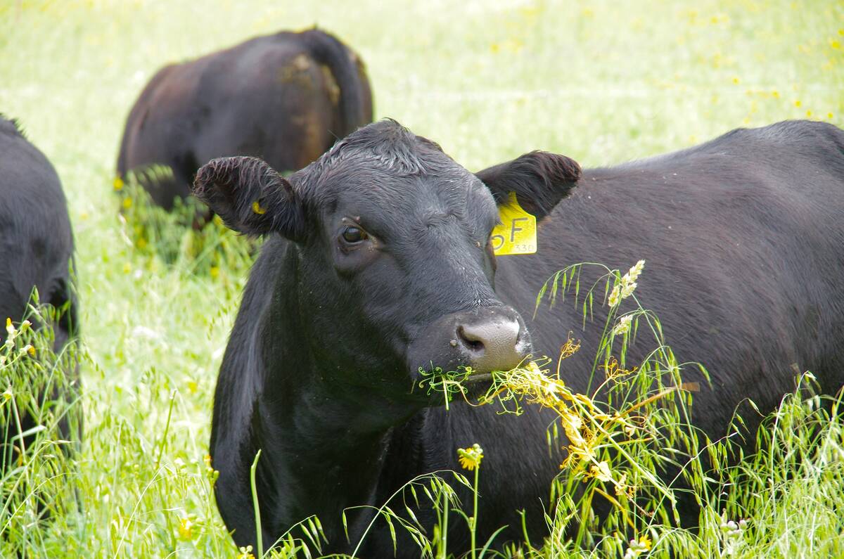 Black Angus cattle with yellow ear tags grazing on green pasture with wildflowers. Photo: Alexis Stockford
