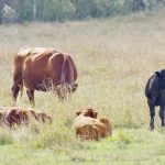 Beef cows and young calves resting and grazing on dry pasture with trees in the background. Photo: Alexis Stockford