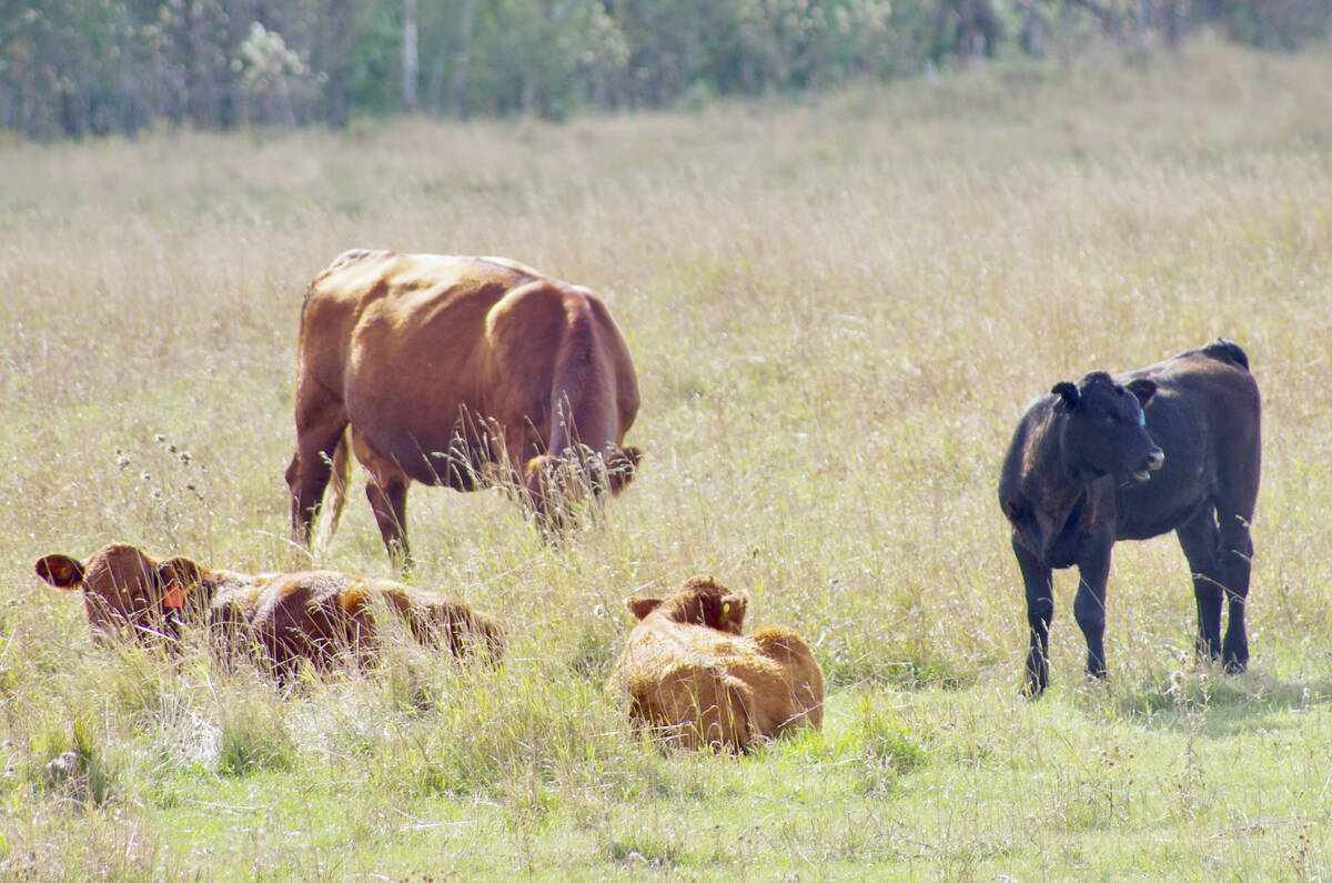 Beef cows and young calves resting and grazing on dry pasture with trees in the background. Photo: Alexis Stockford