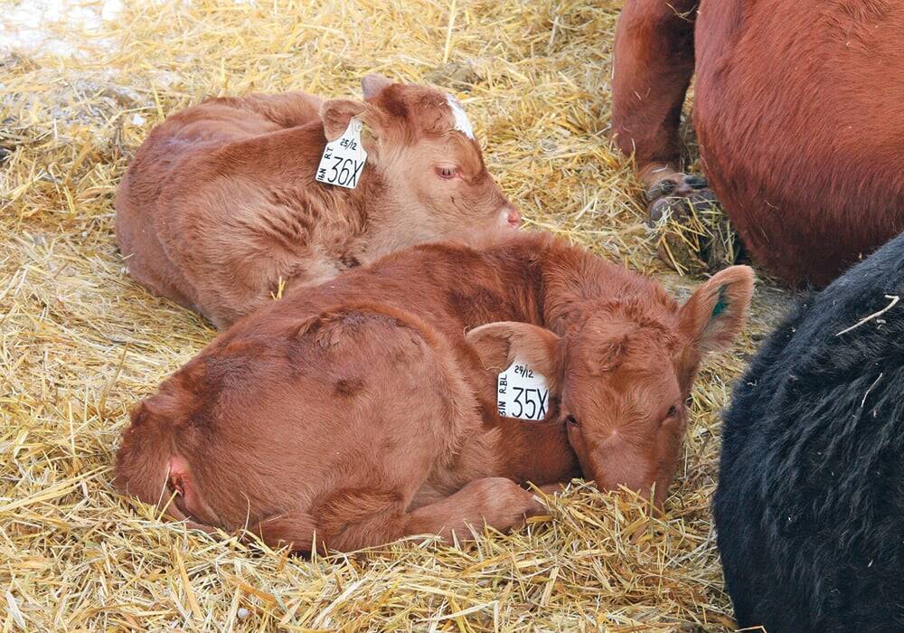 Two red beef calves with white ear tags lying on straw bedding beside an adult cow. Photo: file