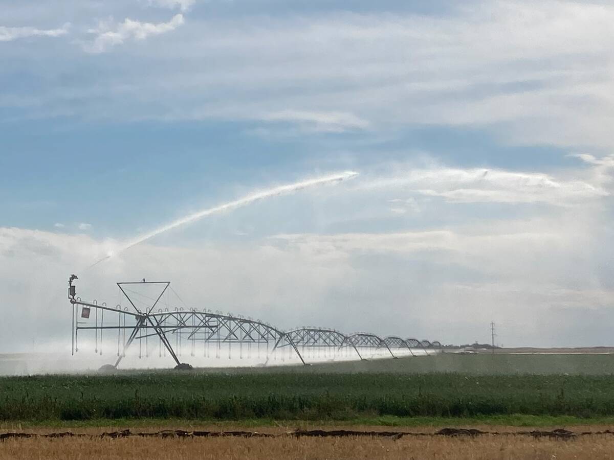 A centre-pivot irrigation system spraying water across a green field in southern Alberta under a wide sky. Photo: file