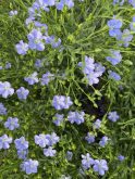 Blue flax flowers in bloom with green stems and foliage. Photo: file
