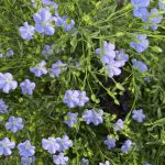 Blue flax flowers in bloom with green stems and foliage. Photo: file