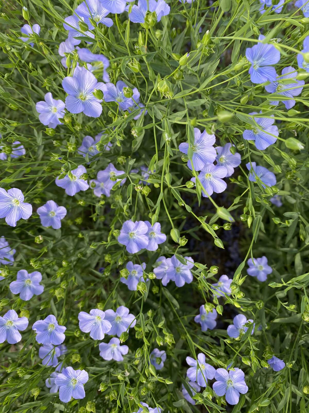 Blue flax flowers in bloom with green stems and foliage. Photo: file
