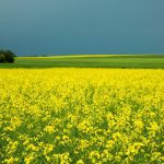 Why canola yields may be stuck near 40 bu./ac. on the Prairies