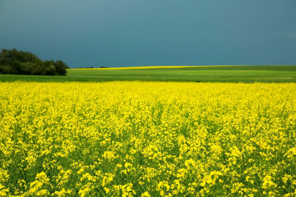 A field of flowering yellow canola in full bloom stretches across a flat Prairie landscape under a dark storm sky, with a tree line visible on the horizon. Photo: Canola Council of Canada