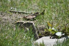 A Richardson's ground squirrel peers out of its burrow at ground level in a grassy field. Photo: file