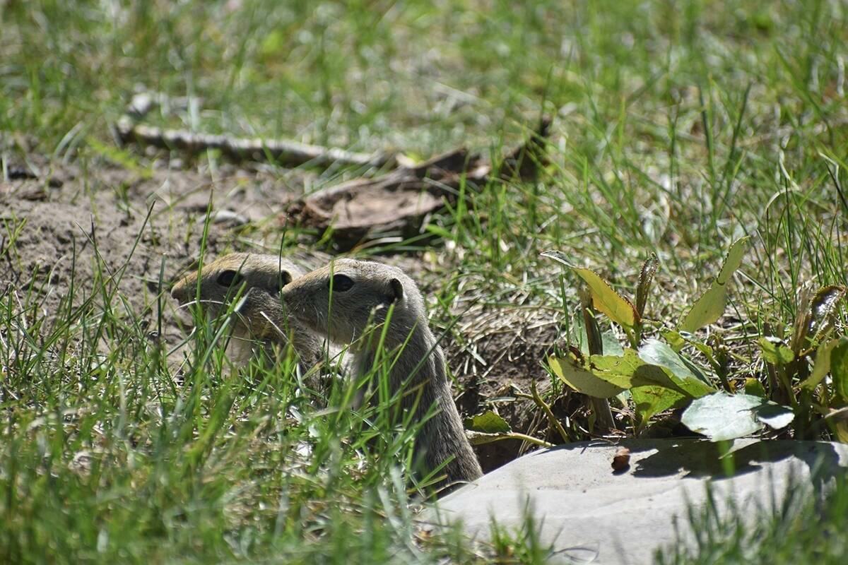 A Richardson's ground squirrel peers out of its burrow at ground level in a grassy field. Photo: file