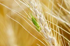 A bright green grasshopper clings to a dried wheat head in an Alberta grain field. Photo: Alexis Stockford