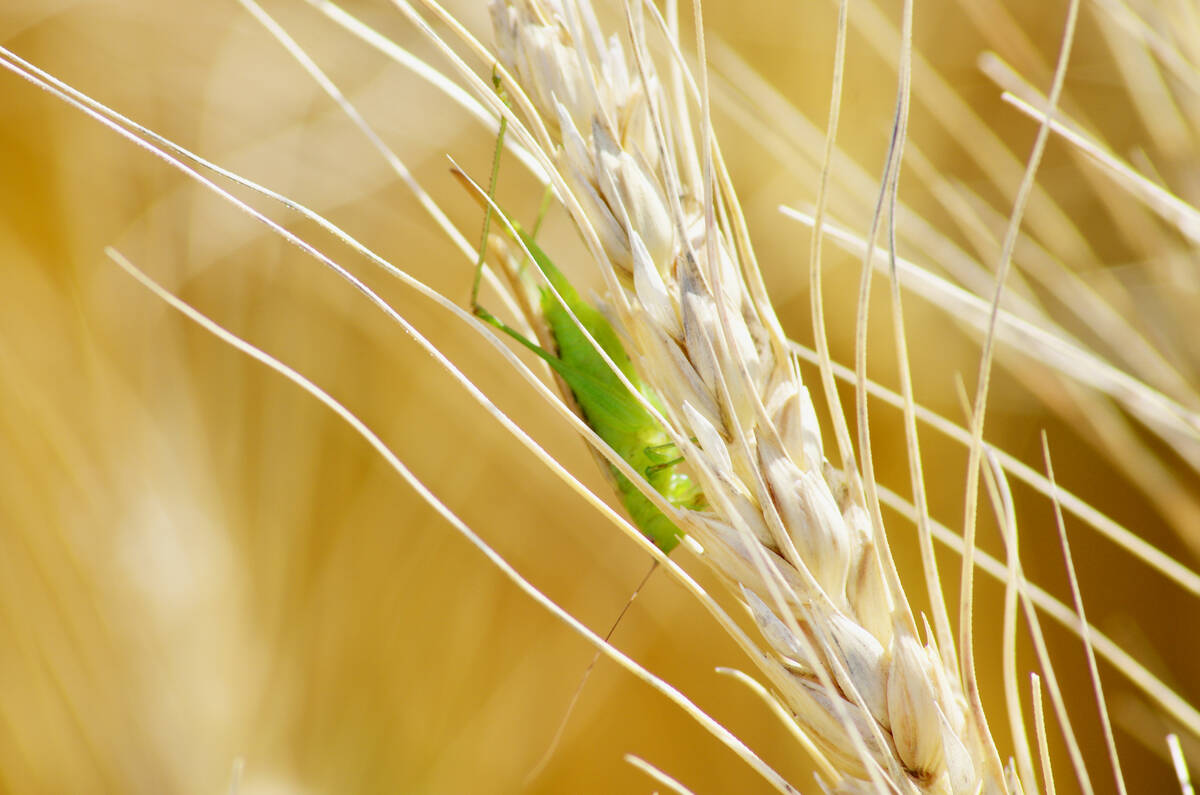 A bright green grasshopper clings to a dried wheat head in an Alberta grain field. Photo: Alexis Stockford