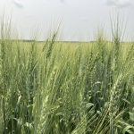 Green wheat heads in a Prairie field at heading stage near Stockholm, Saskatchewan. Photo: Greg Berg