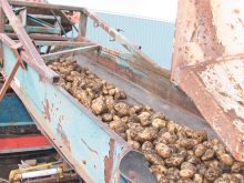 Harvested potatoes move along a conveyor belt on agricultural equipment, representing potato supply chain handling and the food safety research into natural toxin detection developed at Lethbridge Polytechnic. Photo: file