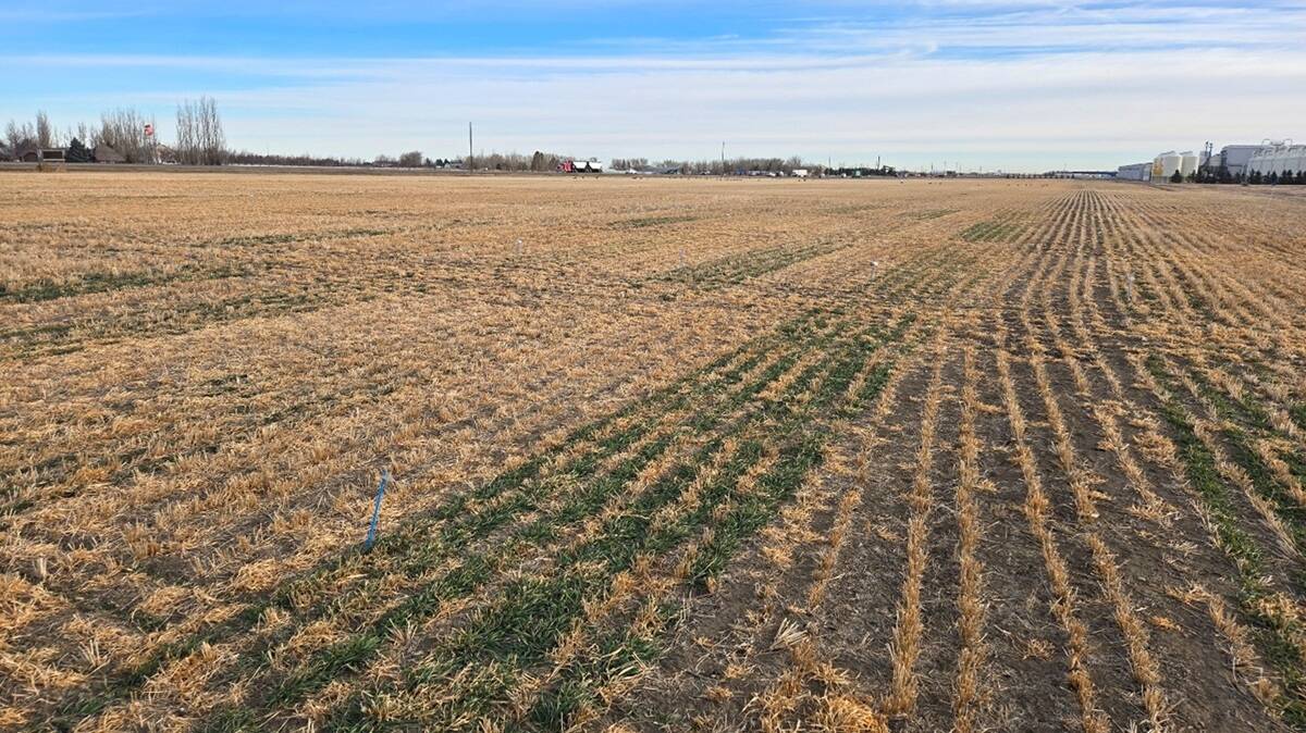 Early green crop emergence in rows across research plots in canola stubble near Lethbridge, Alberta, part of Farming Smarter's double cropping trial. Photo: Mike Gretzinger 

